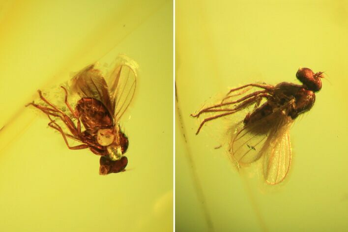 Detailed Fossil Fly (Diptera) In Baltic Amber #45148